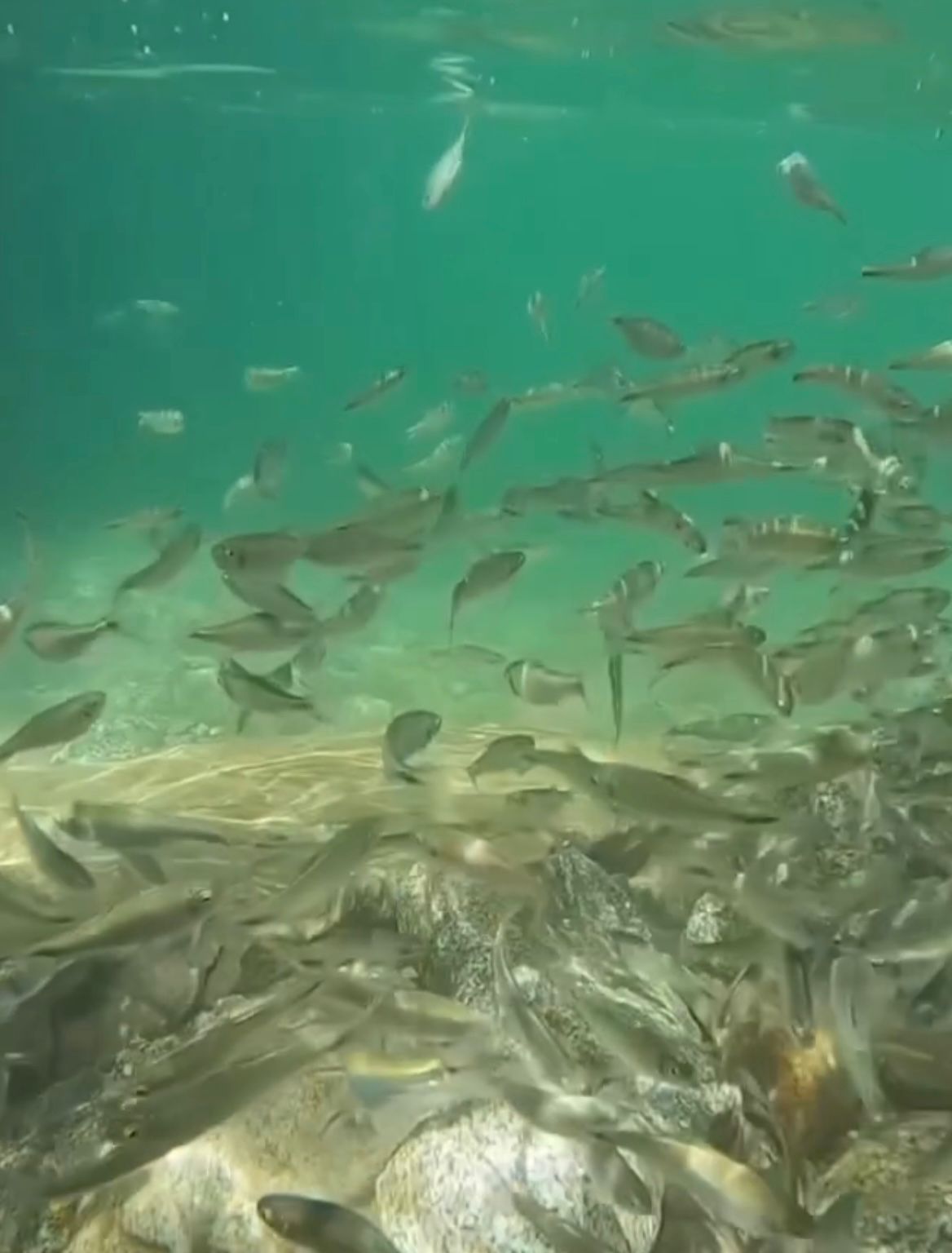 Cuidar el río es vida