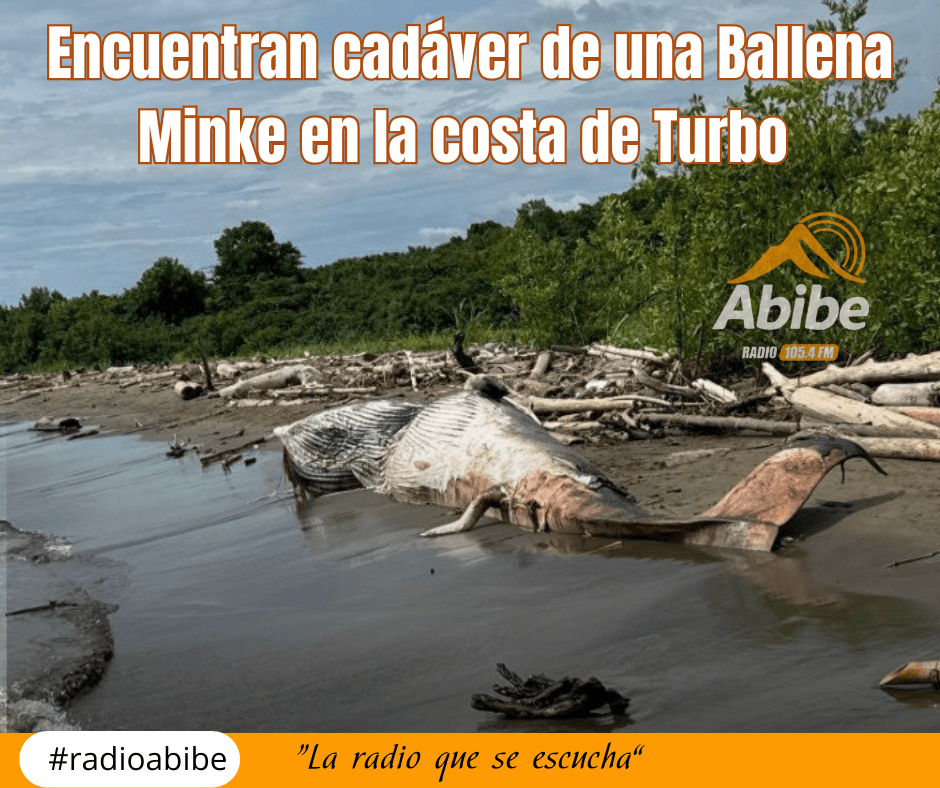 Encuentran cadáver de ballena Minke en la costa de Turbo